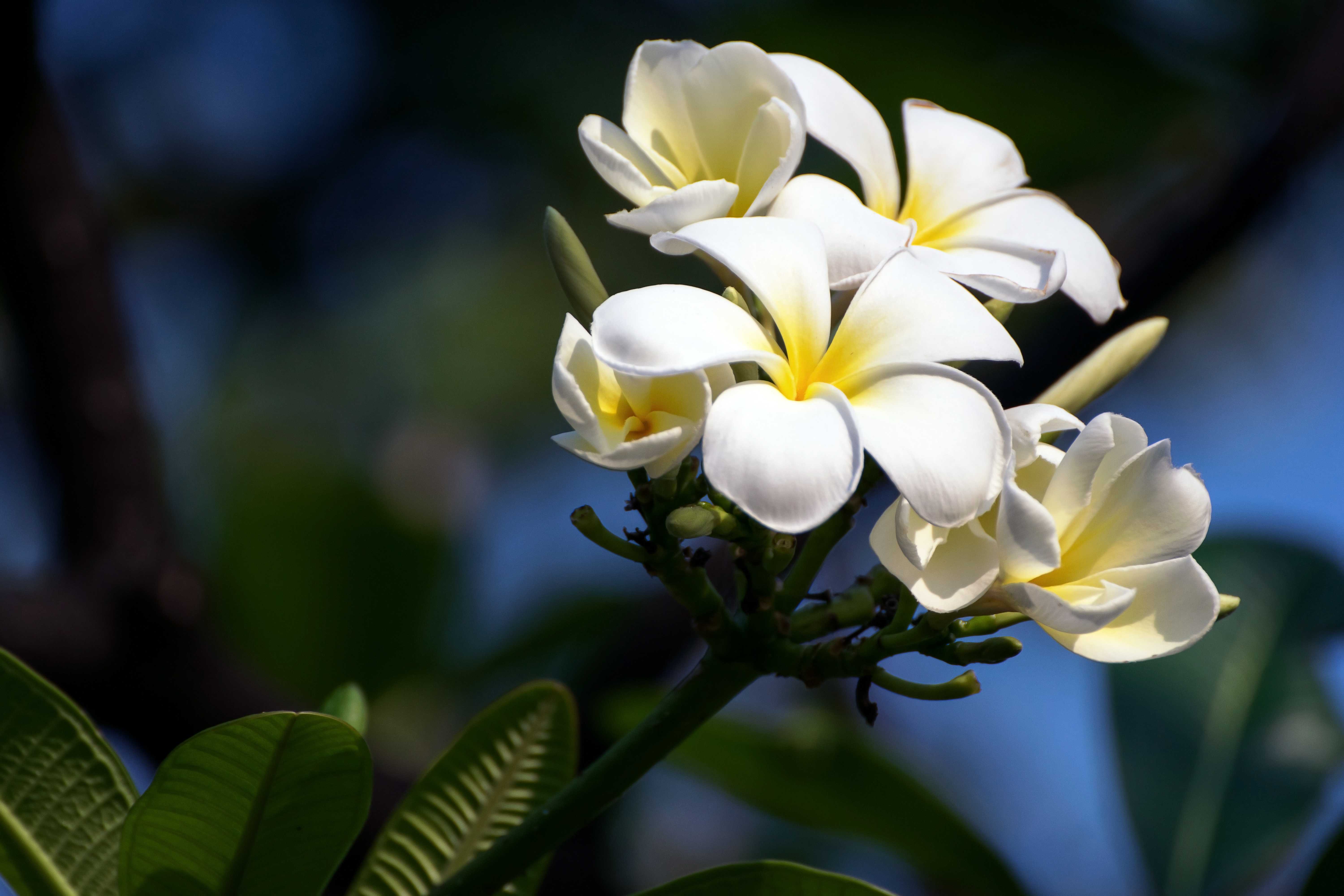 vecteezy_white-plumeria-flower_1430239.jpg